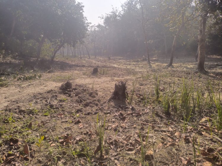 वन माफिया के हौसले बुलंद धड़ल्ले से कर रहे हरे-भरे सरकारी पेड़ों की कटाई, जानकर अनजान बना वन विभाग