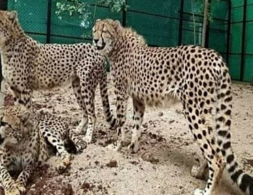 बढ़ेगा कुनबा, दक्षिण अफ्रीका से 18 फरवरी को आएंगे 12 चीते