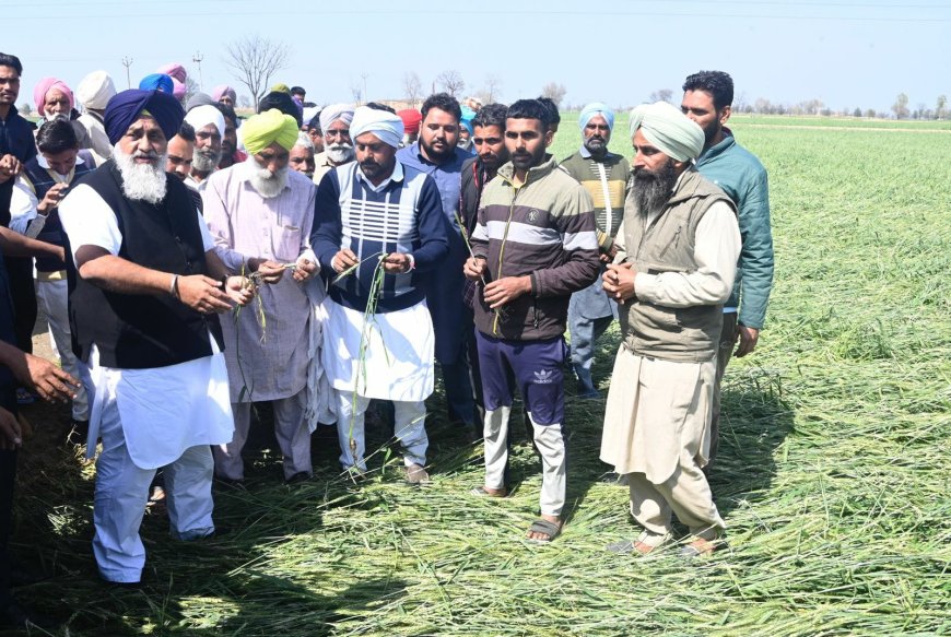 आम आदमी पार्टी सरकार द्वारा ओलावृष्टि से प्रभावित किसानों को अधर में छोड़ना निंदनीय: सरदार सुखबीर सिंह बादल