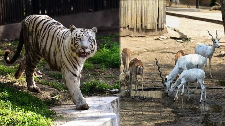 चिड़ियाघर में तोते को गूलर... हिरण को त्रिफला पसंद, वन्यजीव जंगली फलों का चखेंगे स्वाद