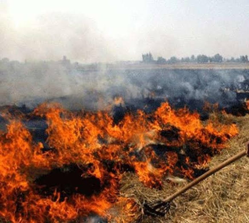सर्वोच्च न्यायालय के शख्त निर्देश के बावजूद किसान धड़ल्ले से फसल अवशेषों में लगा रहे आग