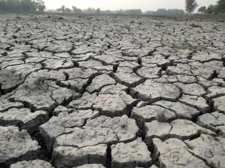सूखे पड़े अमृत सरोवर व तालाब, पानी की तलाश में भटक रहे बेजुबान, जिम्मेदार मूकदर्शक