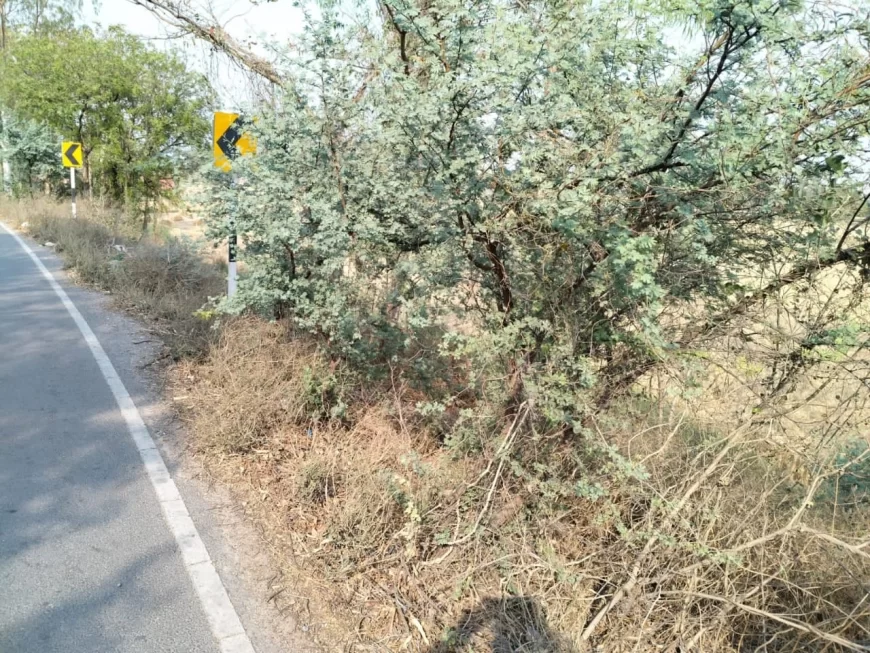 मेहंदीघाट संडीला भटपुर राजमार्ग 137 के दोनों तरफ की पटरियों पर कांटेदार झाड़ियां होने से आये दिन हो रहें सड़क हादसे