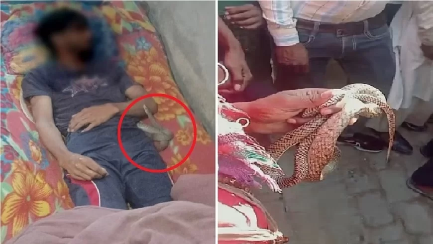 सांप के काटने की झूठी कहानी: पत्नी ने प्रेमी संग मिलकर गला दबाकर की पति की हत्या, फिर सांप से डसवाया