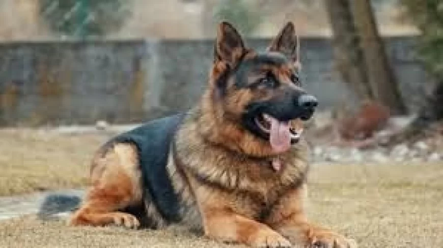 नोएडा: जर्मन शेफर्ड को स्कॉर्पियो से बांधकर 3 किमी तक घसीटा! डॉगी के बच्चे को भौंकने पर पिता की करतूत