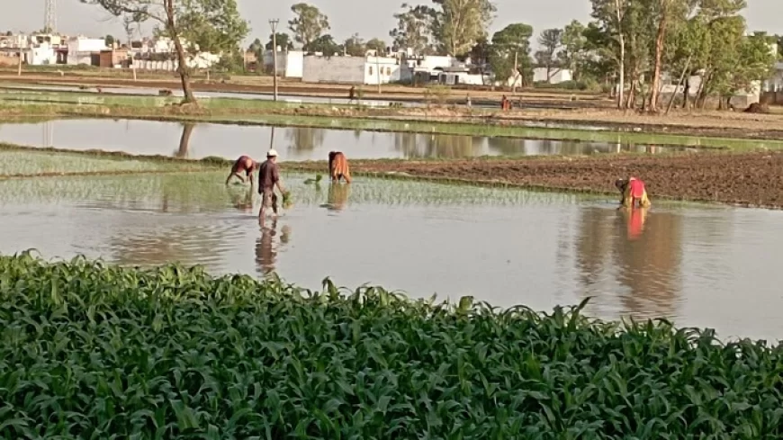 डर-चिंता छोड़ लौटने लगे हैं प्रवासी, जंग के जख्म भरे नहीं...पर खेतों में फिर से गूंजने लगी हल की आवाज