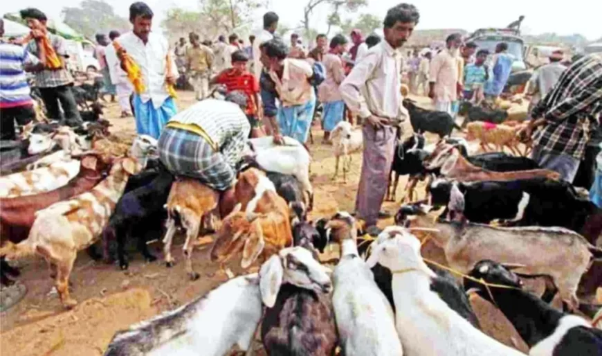 ईदुल अजहा पर्व को लेकर जमकर बिके कुर्बानी के बकरे
