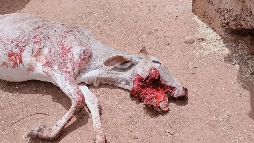 गौसेवा, भ्रष्टाचार और कार्यकर्ता सम्मान के मुद्दे पर खुलकर बोले वरिष्ठ भाजपा नेता: अरविंद गुप्ता की कार्यशैली पर उठाए सवाल, नगर पालिका को बना दिया 'नरक पालिका'