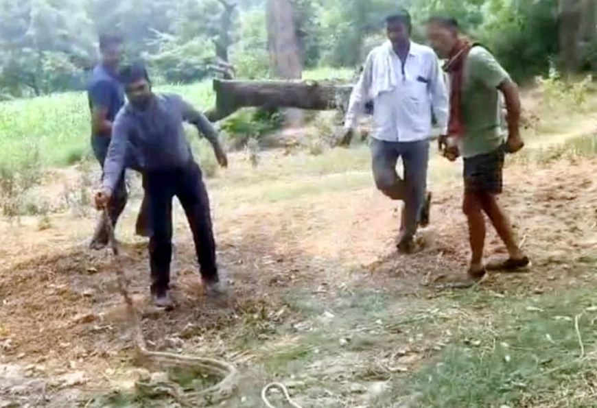 मूंग के खेत में मिला दस फीट लंबा अजगर, ग्रामीणों में मचा हड़कंप, वन दरोगा ने पकड़ा