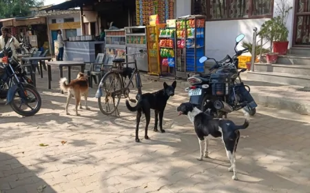 तेलंगाना में आवारा कुत्तों की सामूहिक हत्या का मामला, 100 कुत्तों को जहर देने के आरोप; पुलिस जांच में जुटी