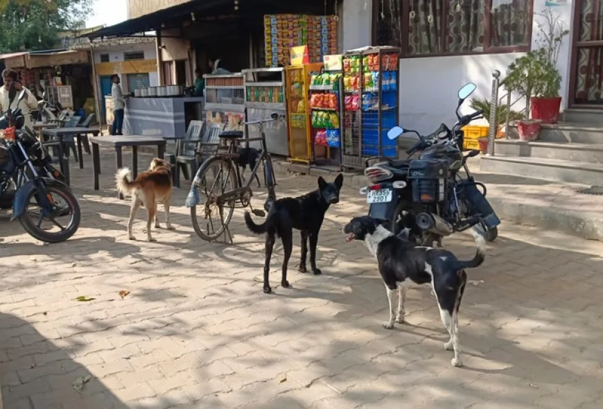 तेलंगाना में आवारा कुत्तों की सामूहिक हत्या का मामला, 100 कुत्तों को जहर देने के आरोप; पुलिस जांच में जुटी