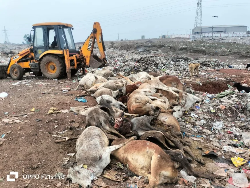 गुना में मृत गौवंश के सम्मानजनक अंतिम संस्कार को लेकर उठा सवाल, नागरिकों ने जताया दुख और आक्रोश