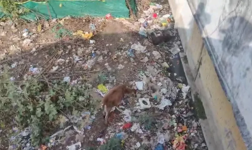 दुर्गा कॉलोनी की बदहाली ने खोली नगर पालिका गुना की पोल, स्वच्छ भारत अभियान बना काग़ज़ी मज़ाक