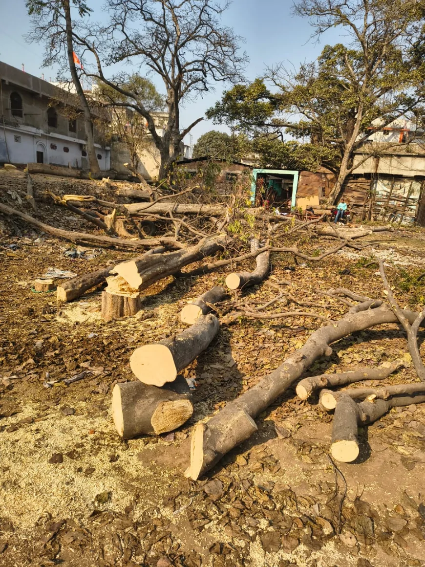 FELLING OF LUSH TREES AT BADI MADHIYA—WHYIS THE ADMINISTRATION SILENT?