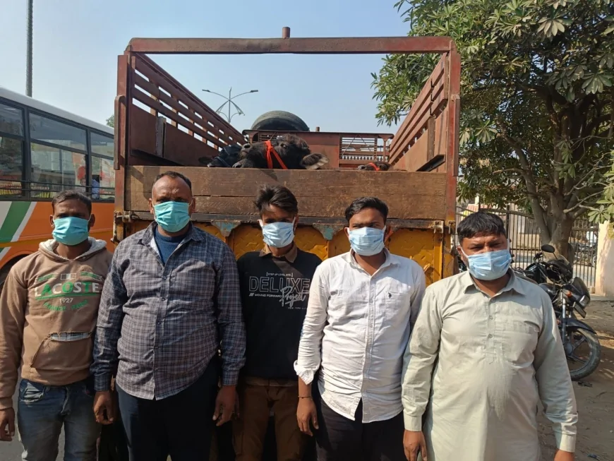 39 पशुओं से भरी डीसीएम पुलिस ने पकड़ी,पांच तस्कर गिरफ्तार