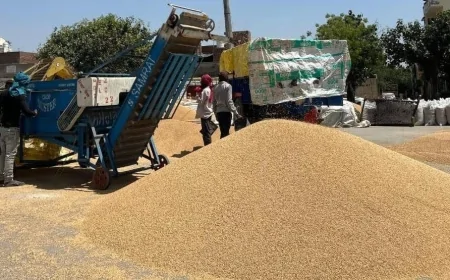 बठिंडा में गेहूं खरीद तेज़, 5.09 लाख मीट्रिक टन की खरीद—1129 करोड़ का भुगतान
