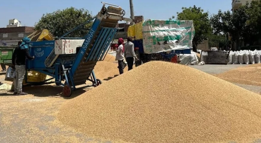 बठिंडा में गेहूं खरीद तेज़, 5.09 लाख मीट्रिक टन की खरीद—1129 करोड़ का भुगतान
