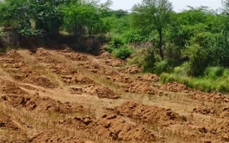 दिल्ली की सेंट्रल रिज को बड़ी पर्यावरणीय सुरक्षा: 673 हेक्टेयर क्षेत्र घोषित हुआ आरक्षित वन