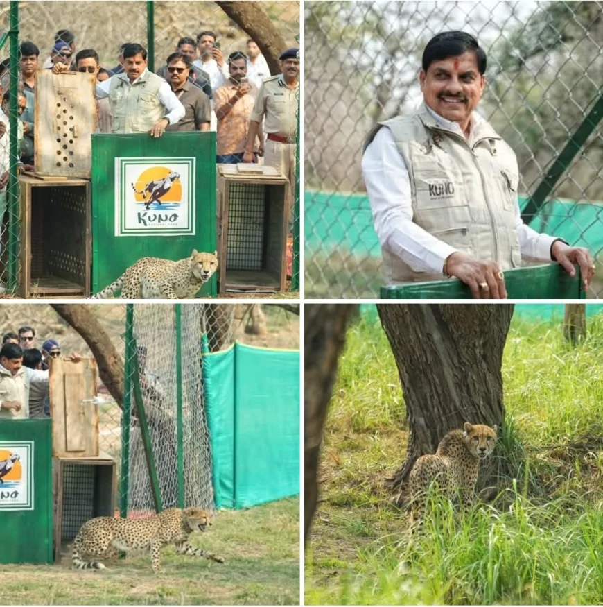 प्रोजेक्ट चीता को मिली नई रफ्तार, कूनो के जंगल में छोड़ी गईं दो मादा चीते