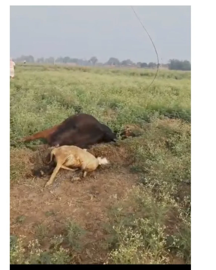 27 LAMBS ELECTROCUTED