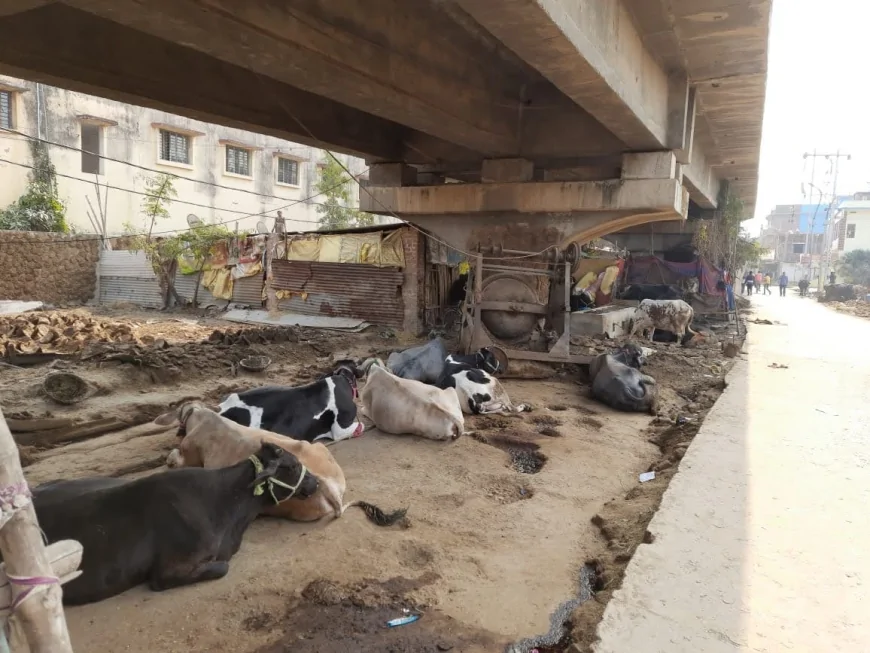 CATTLE SHED PERSIT UNDER RAILWAY BRIDGE FOR YEARS