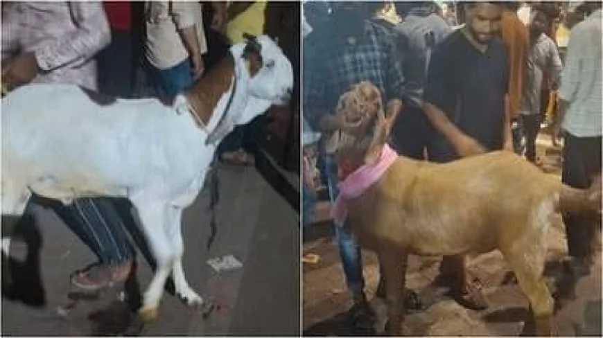 बकरीद 2026: आगरा की मंडियों में दिखी रौनक, डेढ़ लाख में बिका ‘इमरान’; ऑनलाइन भी हुई बकरों की खरीदारी