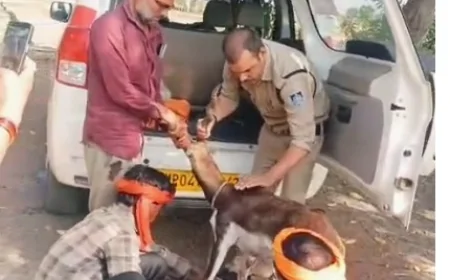 गुना जिले के म्याना थाना क्षेत्र में घायल हिरण के बच्चे को, डायल-112 जवानों ने सुरक्षित किया वन विभाग के सुपुर्द