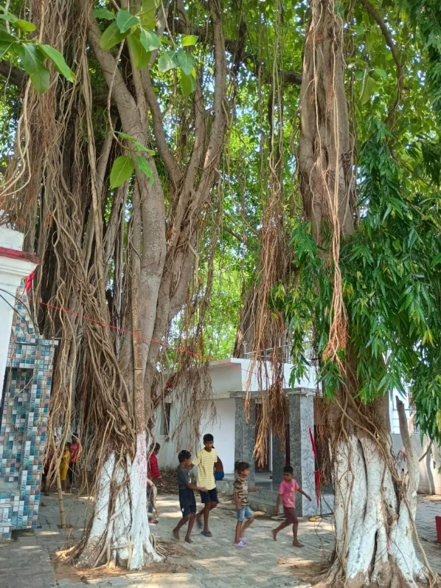 WHY HAS BHOJPUR’S BANYAN TREE BECOME A CENTRE OF ATTTRACTION