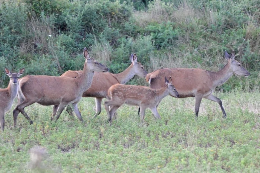 SURVIVAL OF DEER IN DIYARA REGION AT RISK
