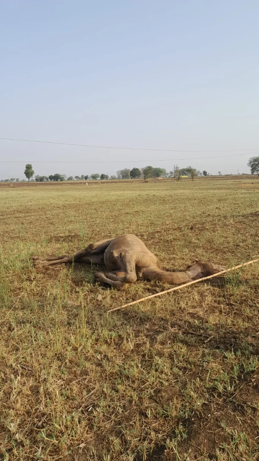 लटके 11 केवी बिजली तार बने काल, करंट लगने से ऊंट की दर्दनाक मौत