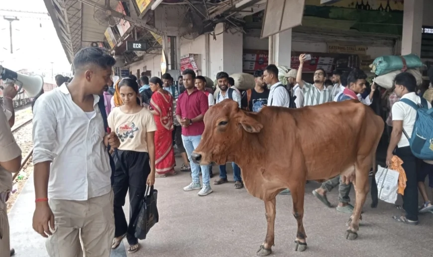 SECURITY AT ARA STATION LEFT TO A COW