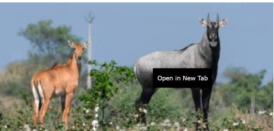 VILLAGERS DISTRESSED BY MENACE OF NILGAIS