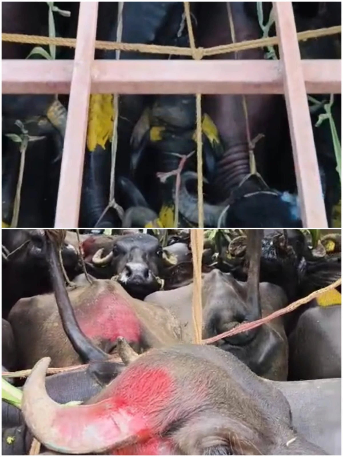 26 CATTLE SEZIED