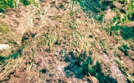 हिमाचल में फिर बढ़ा बारिश का खतरा, किन्नौर में दरका पहाड़ और कुल्लू में बह गईं दो पुलियां