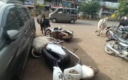गुना में बीच सड़क भिड़े आवारा सांड, बड़ा हादसा टला; जिम्मेदारों पर उठे सवाल