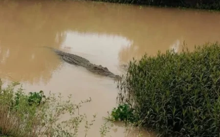 CROCODILE SPOTTED IN RIVER
