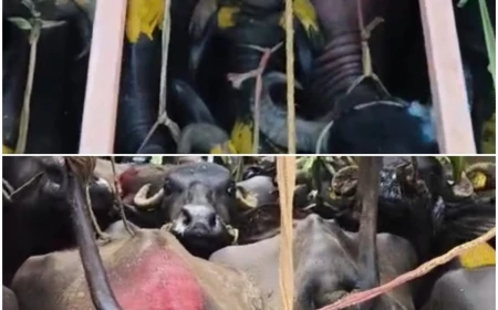26 CATTLE SEZIED
