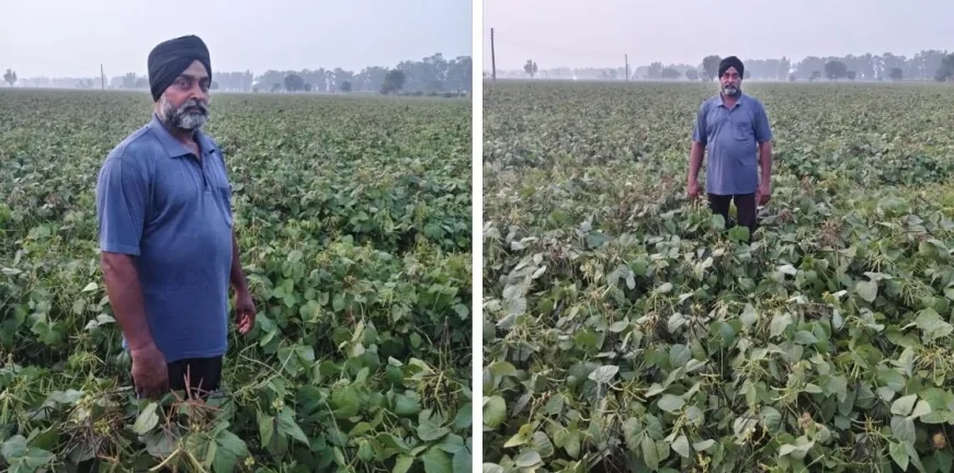 18 साल से 'साथी मूंग' की खेती कर बढ़ा रहे आमदनी, किसान निर्मल सिंह बने मिसाल