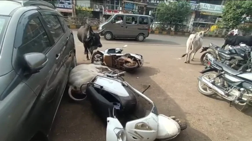गुना में बीच सड़क भिड़े आवारा सांड, बड़ा हादसा टला; जिम्मेदारों पर उठे सवाल