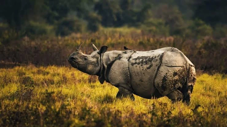 काजीरंगा के ESZ की सीमा घटाने के प्रस्ताव पर संरक्षण बनाम विकास की बहस