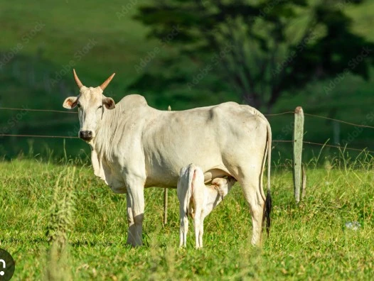 HAIL MOTEHR COW