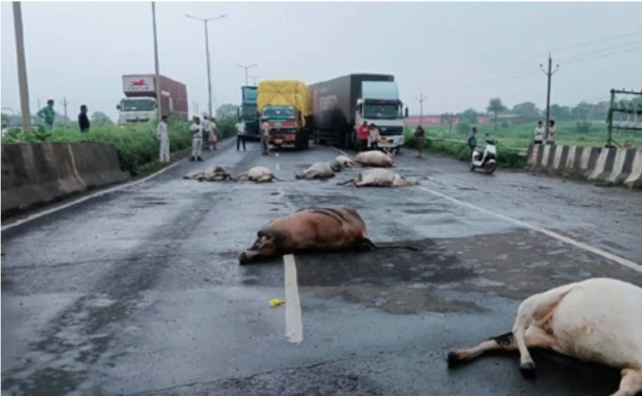 तेज रफ्तार ट्रक ने 11 गायों को कुचला, सभी की मौत, ग्रामीणों ने हाईवे पर लगाया जाम