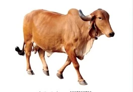 GAU SAMMAN AAHVAAN ABHIYAN: A SACRED CALL FOR NATIONAL STRENGTH, DHARMA AND THE PROTECTION OF MOTHER COW
