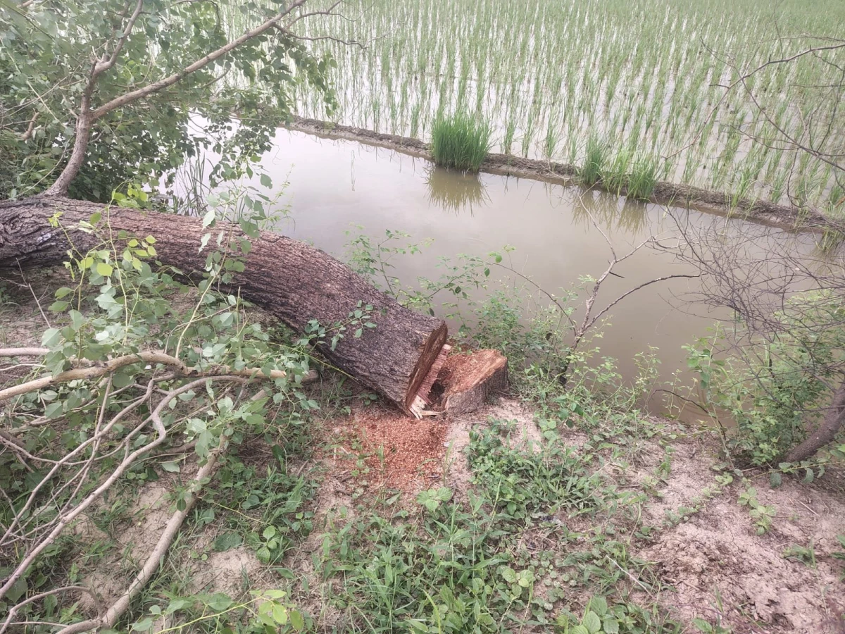 HUNDREDS OF TREES CUT