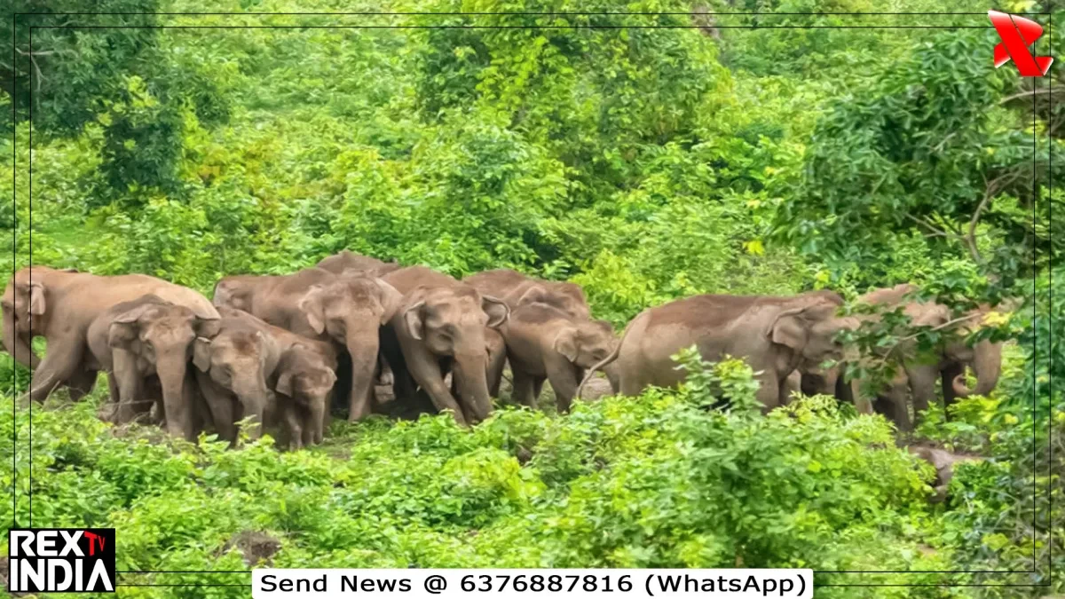 ELEPHANT CONSERVATION CRUCIAL