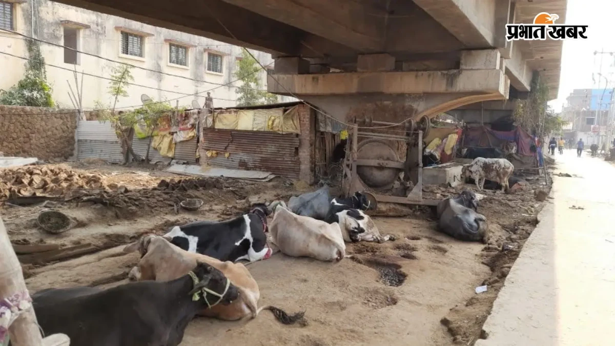 CATTLE SHEDS ENCROACHED ARA ROADS