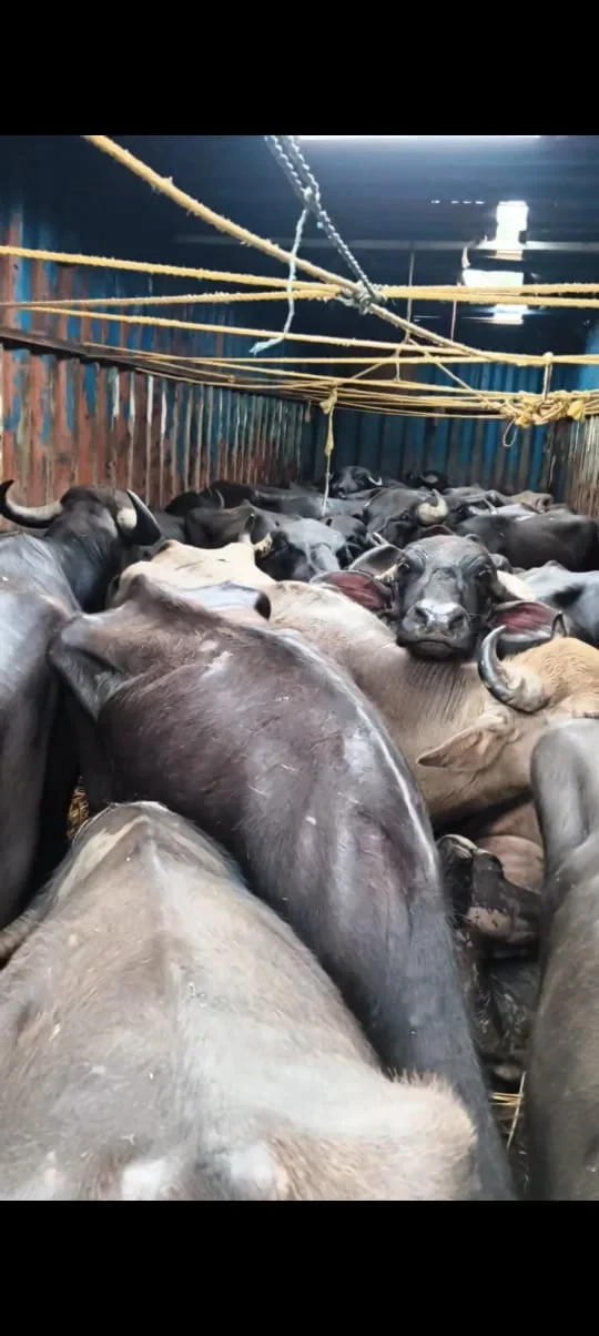 28 ANIMALS RECOVERED