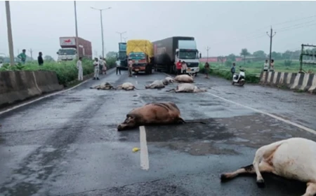 तेज रफ्तार ट्रक ने 11 गायों को कुचला, सभी की मौत, ग्रामीणों ने हाईवे पर लगाया जाम