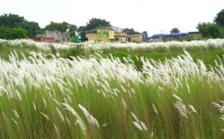 दिमागी नक्सली’ शब्द पर नई बहस, कार्तिकेय की कथा और नक्सल शब्द को जोड़ने वाले दावे पर उठे सवाल
