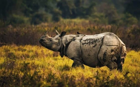काजीरंगा के ESZ की सीमा घटाने के प्रस्ताव पर संरक्षण बनाम विकास की बहस